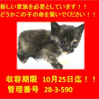 里親決定しました☆