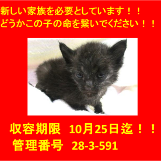 里親決定しました☆(*^▽^*)