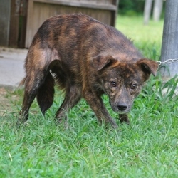 マナ改めラピス ＆ リノ改めパール成長記