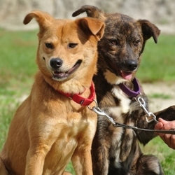 「マナ改めラピス ＆ リノ改めパール成長記」サムネイル3