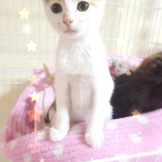 ハート柄、よーくん☆