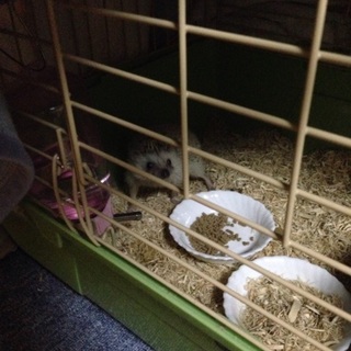 里親決まりました。ありがとうございました。