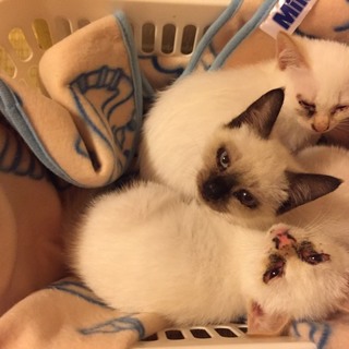 猫誰か飼いませんか！