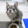 チワワ・女の子6才 サムネイル6