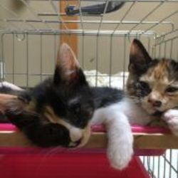 「仔猫のマルシｪ」猫の譲渡会&ワークショップ開催です サムネイル2