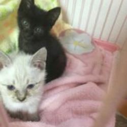 「仔猫のマルシｪ」猫の譲渡会&ワークショップ開催です サムネイル3