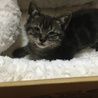 大切に育ててくださる方。 サムネイル2