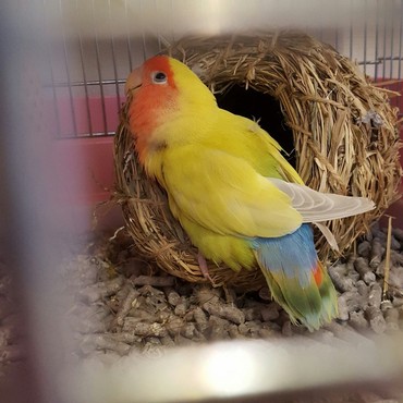 育児に翻弄するルネちゃん。