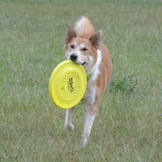 ディスクドッグ大会優勝犬、博士くん