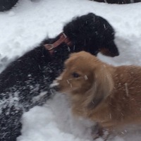 グーちゃん ピーくん