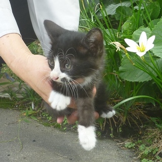 とっても可愛い八割れ君♪