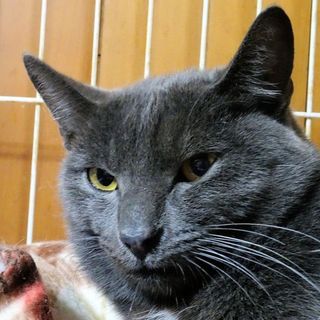 ロシアンブルーミックスの男の子　琥珀