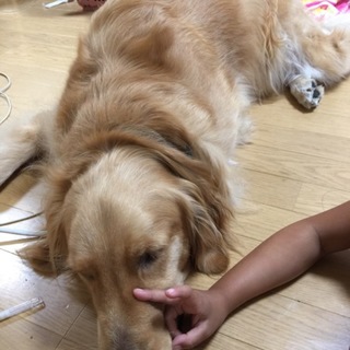 とても人が大好きな子です。