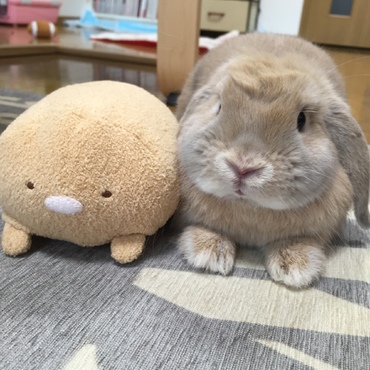 仲良しの相棒です