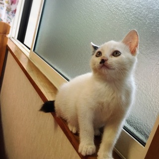 柄が特徴の可愛い子です（＾＿＾）☆