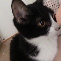 甘えん坊な白黒猫☆女の子です
