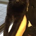 人懐っこい黒猫の男の子☆
