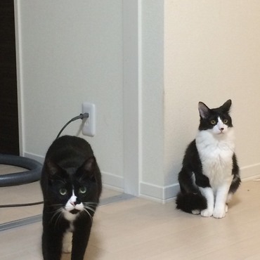 並ぶとクックが長袖に見える不思議。一方、麦はモコモコ。同じ色でもそれぞれチャームポイントがありますね(*^_^*)