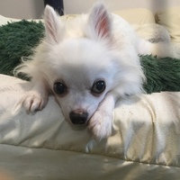 ネオ