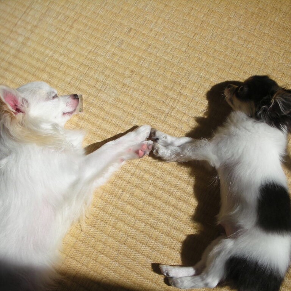 ネオのカバー写真