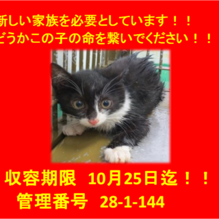 里親決定！！お迎えありがとうございました(^^♪