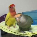 再募集です。   コザクラインコ 仲良しペア