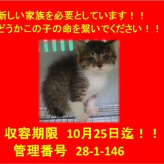 里親決定！！お迎えありがとうございました(^^♪