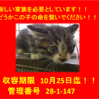 里親決定しました☆(*^▽^*)