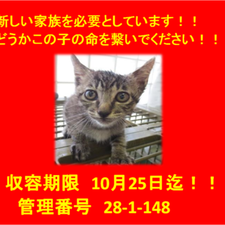 里親決定！！お迎えありがとうございました(^^♪