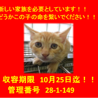 里親決定！！お迎えありがとうございました(^^♪