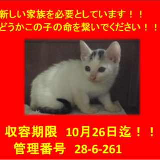 里親決定！！素敵な家族に出会えました(^^♪