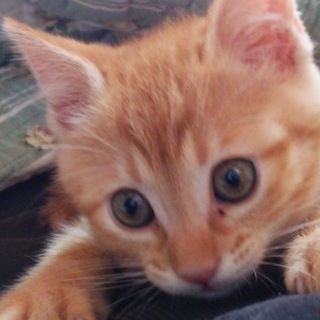 里親募集  茶とらオス