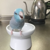 こまめ
