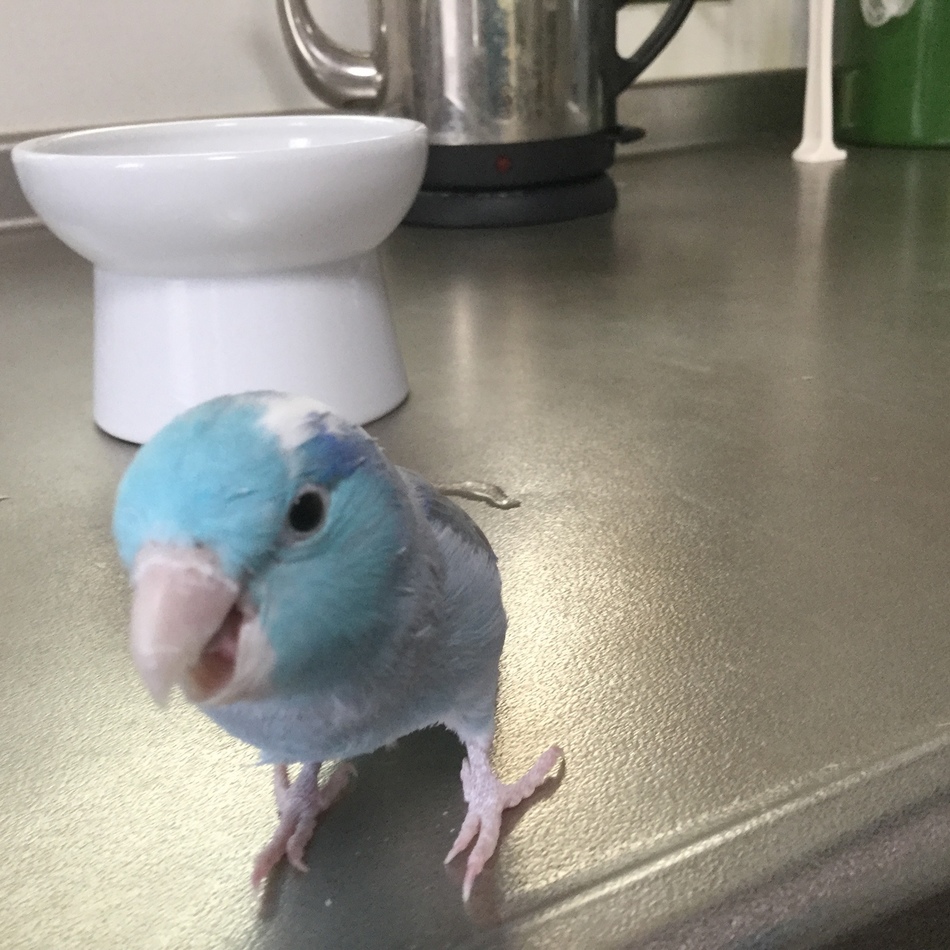 こまめのカバー写真