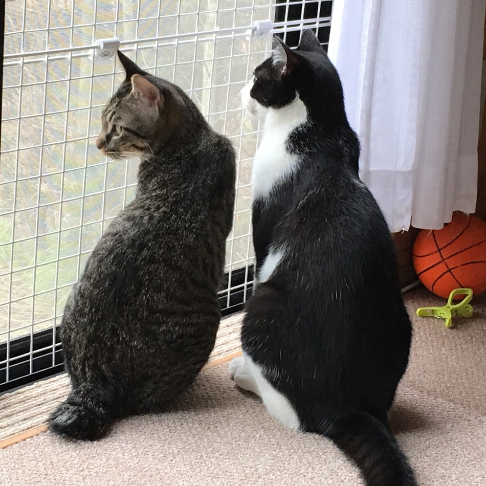 まるのカバー写真