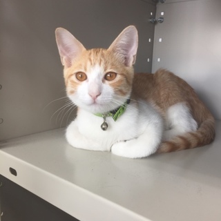 茶トラと白のミッスク