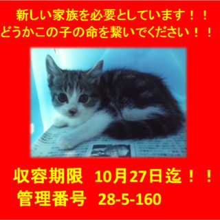 里親決定しました☆(*^-^*)