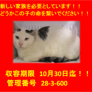 期限10月30日迄！可愛い眉猫ちゃんです☆