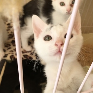 おデコに点々♪個性的♩