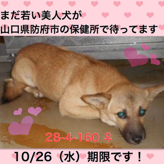 まだ若い美人犬です！