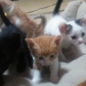 子猫、産みました