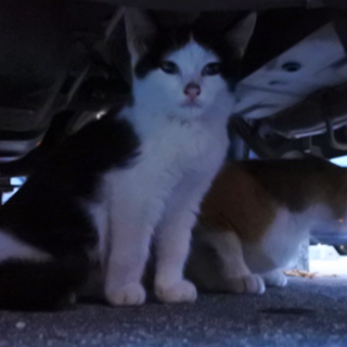 茶虎、三毛猫、黒猫里親募集です(>_<)