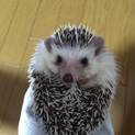 ハリネズミ 男の子