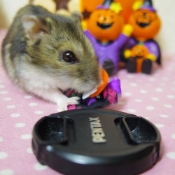 命を、いただく