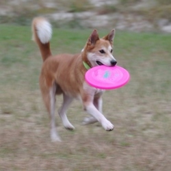 博士、強化合宿開始！