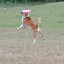 「博士、強化合宿開始！」サムネイル2