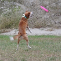 「博士、強化合宿開始！」サムネイル3