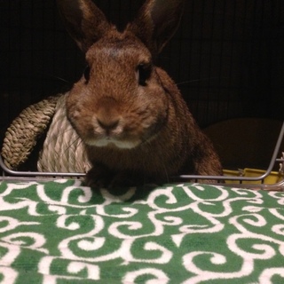 関西 うさぎ ネザーランドドワーフ