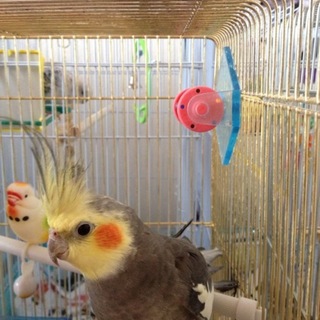 オカメインコ　オス　二羽