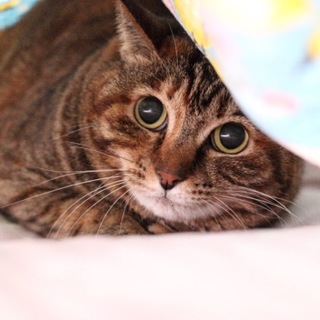 ５歳の甘えん坊のキジサビちゃん